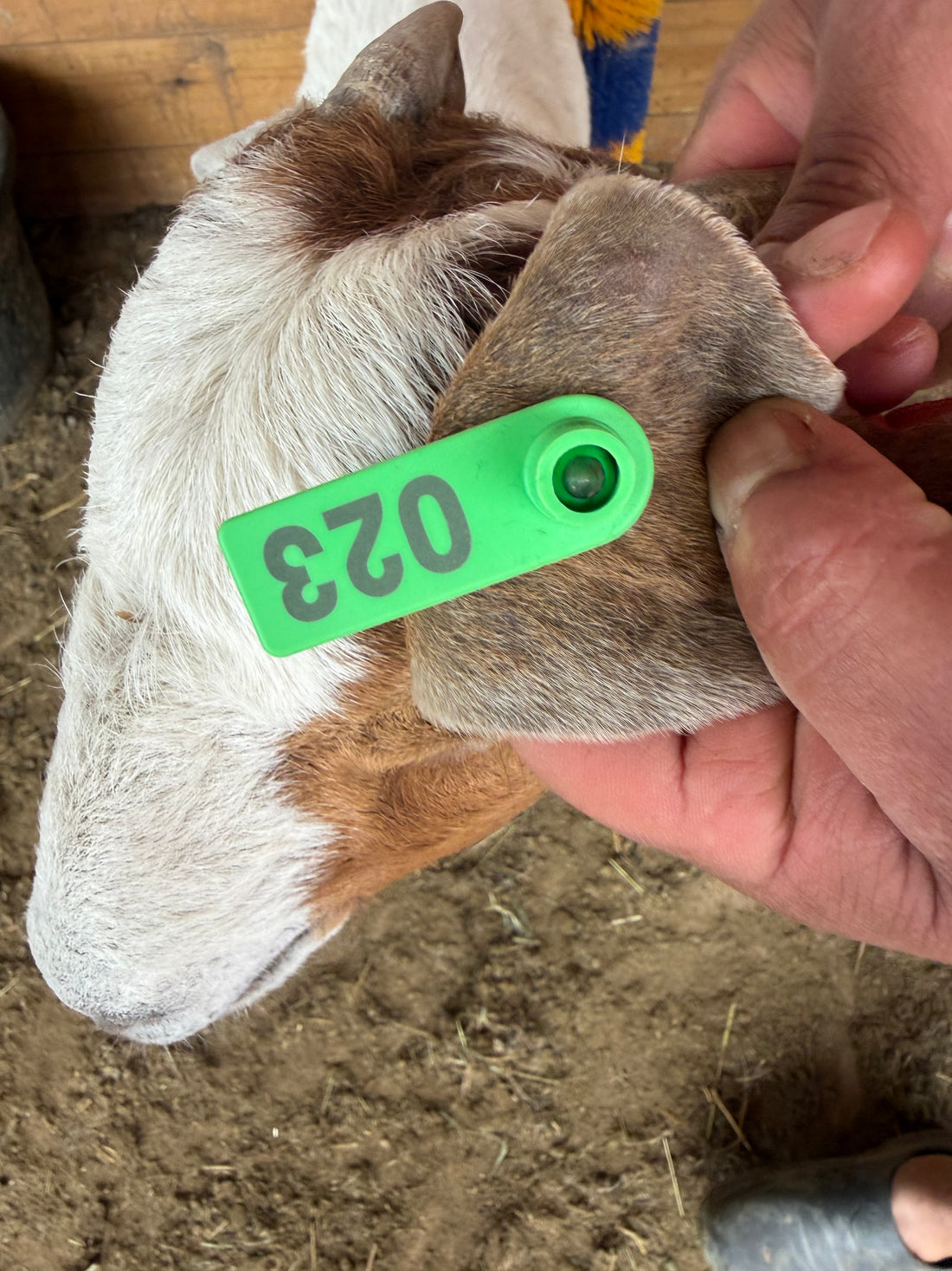 Eid Goat 023 Green