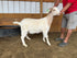 Eid Goat 076 Green - WeGotMeat