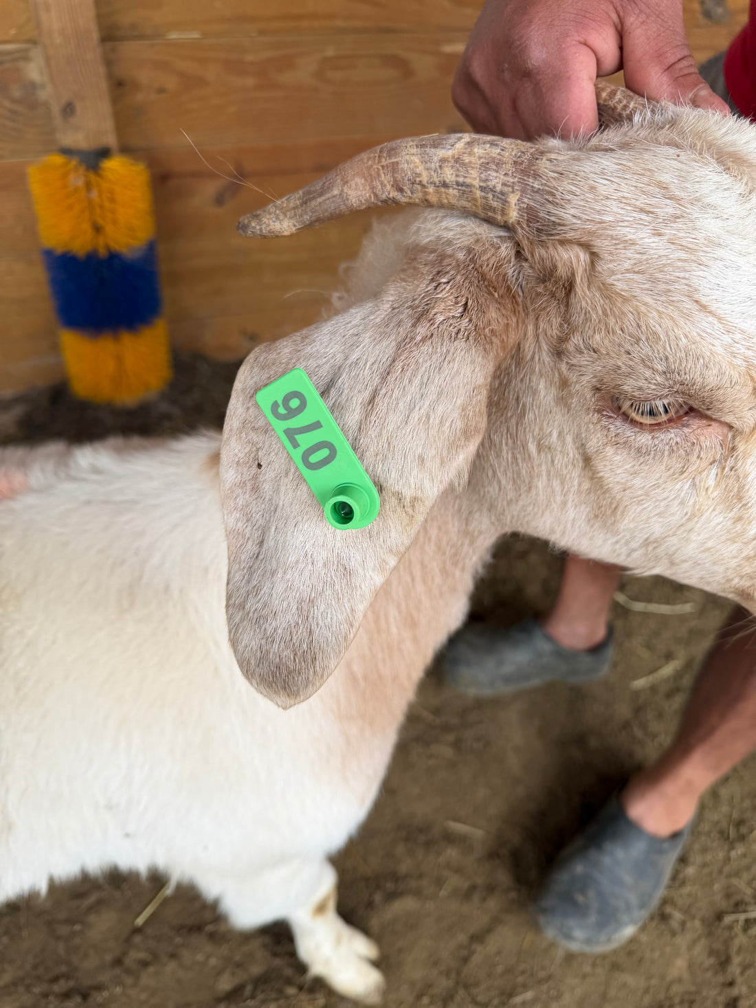 Eid Goat 076 Green