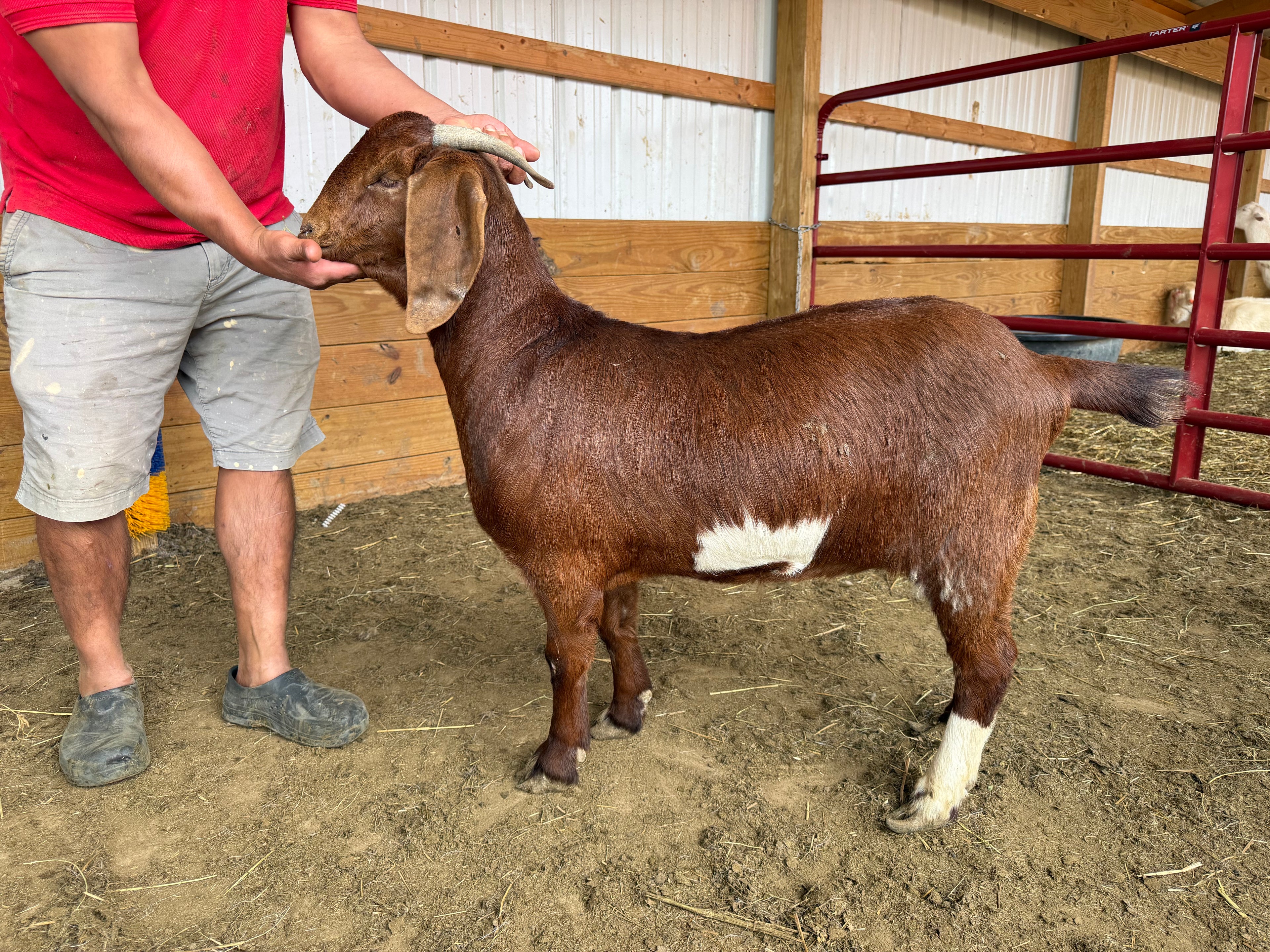 Eid Goat 028 Green