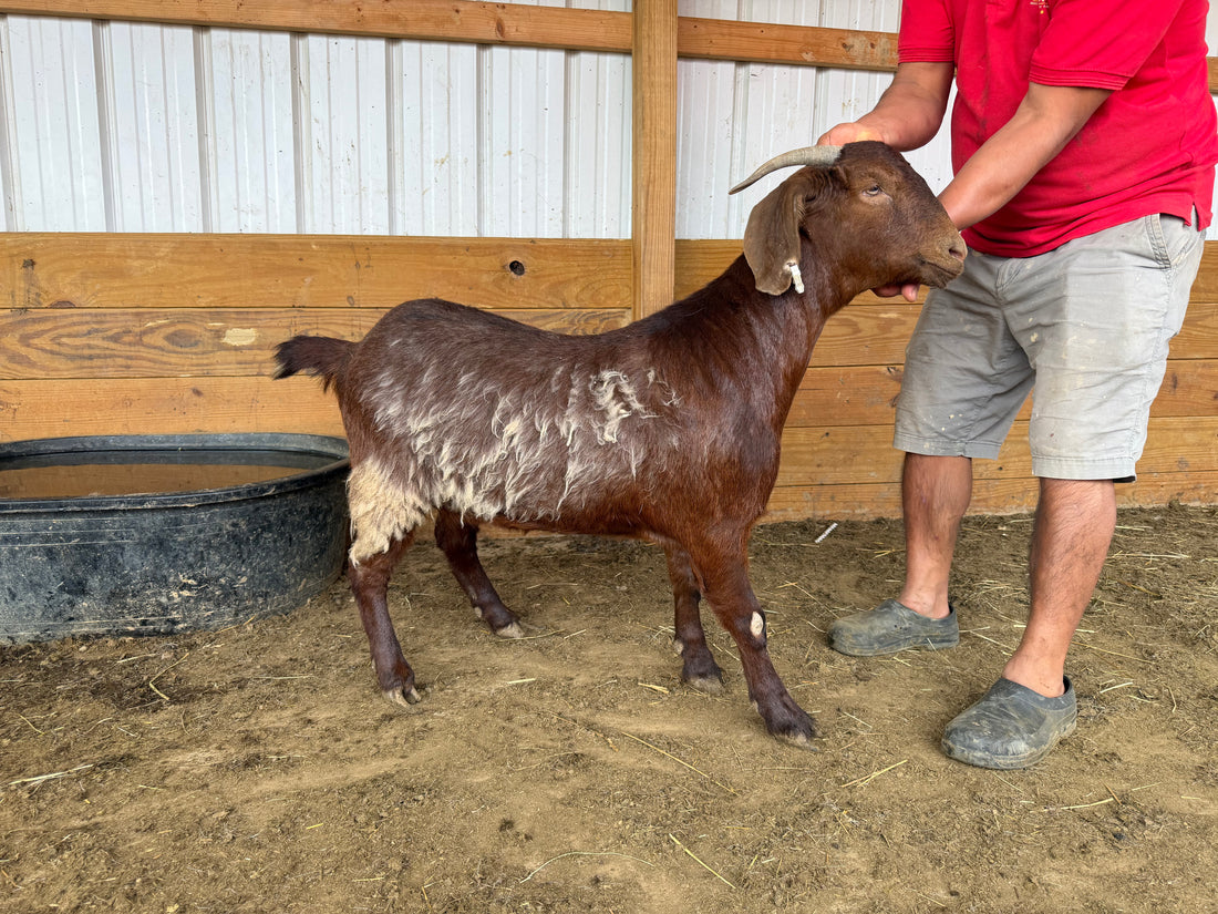 Eid Goat 015 Green
