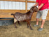 Eid Goat 015 Green - WeGotMeat