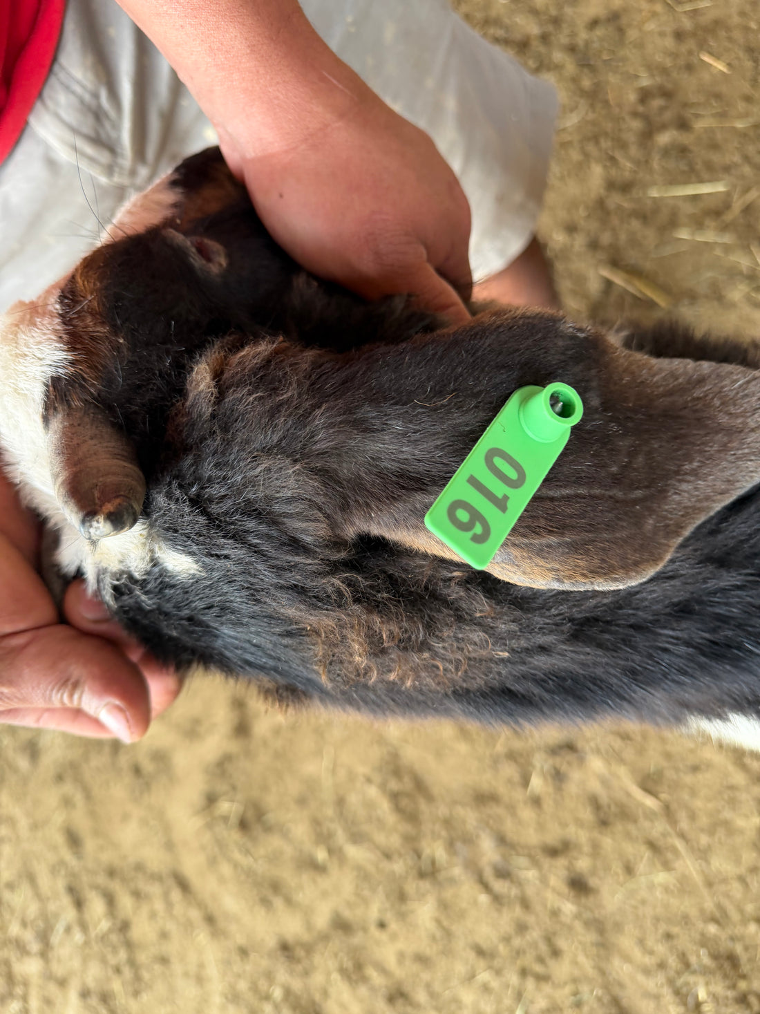 Eid Goat 016 Green