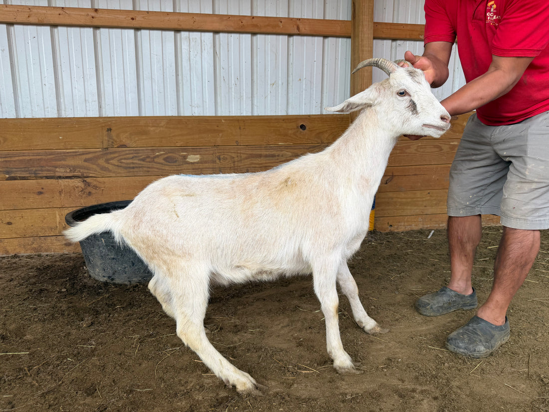 Eid Goat 048 Green