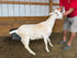 Eid Goat 048 Green - WeGotMeat