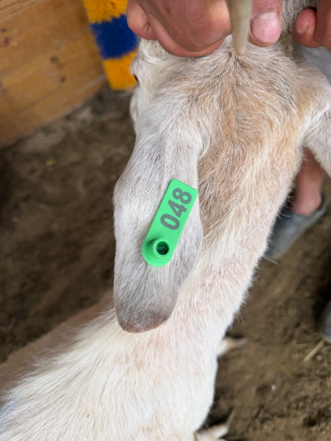 Eid Goat 048 Green