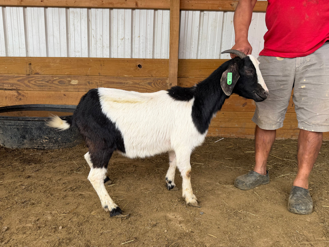 Eid Goat 066 Green