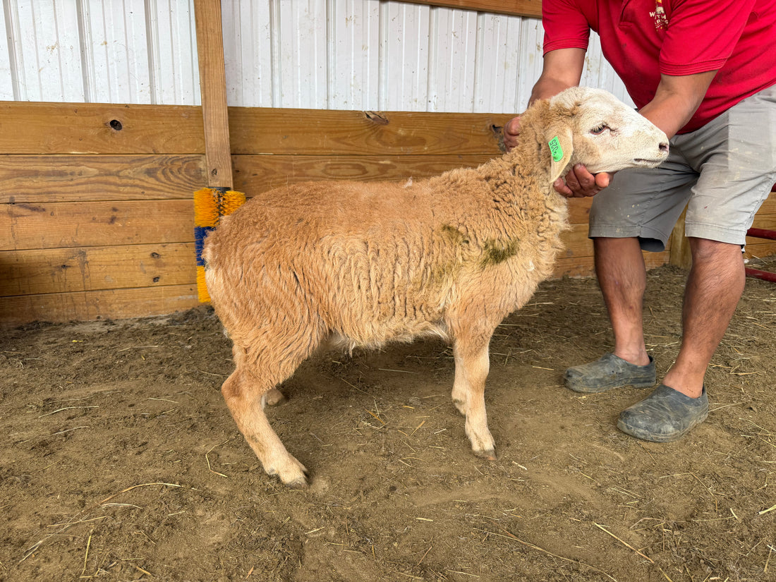 Eid Lamb 025 Green