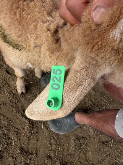 Eid Lamb 025 Green