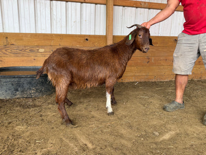 Eid Goat 065 Green