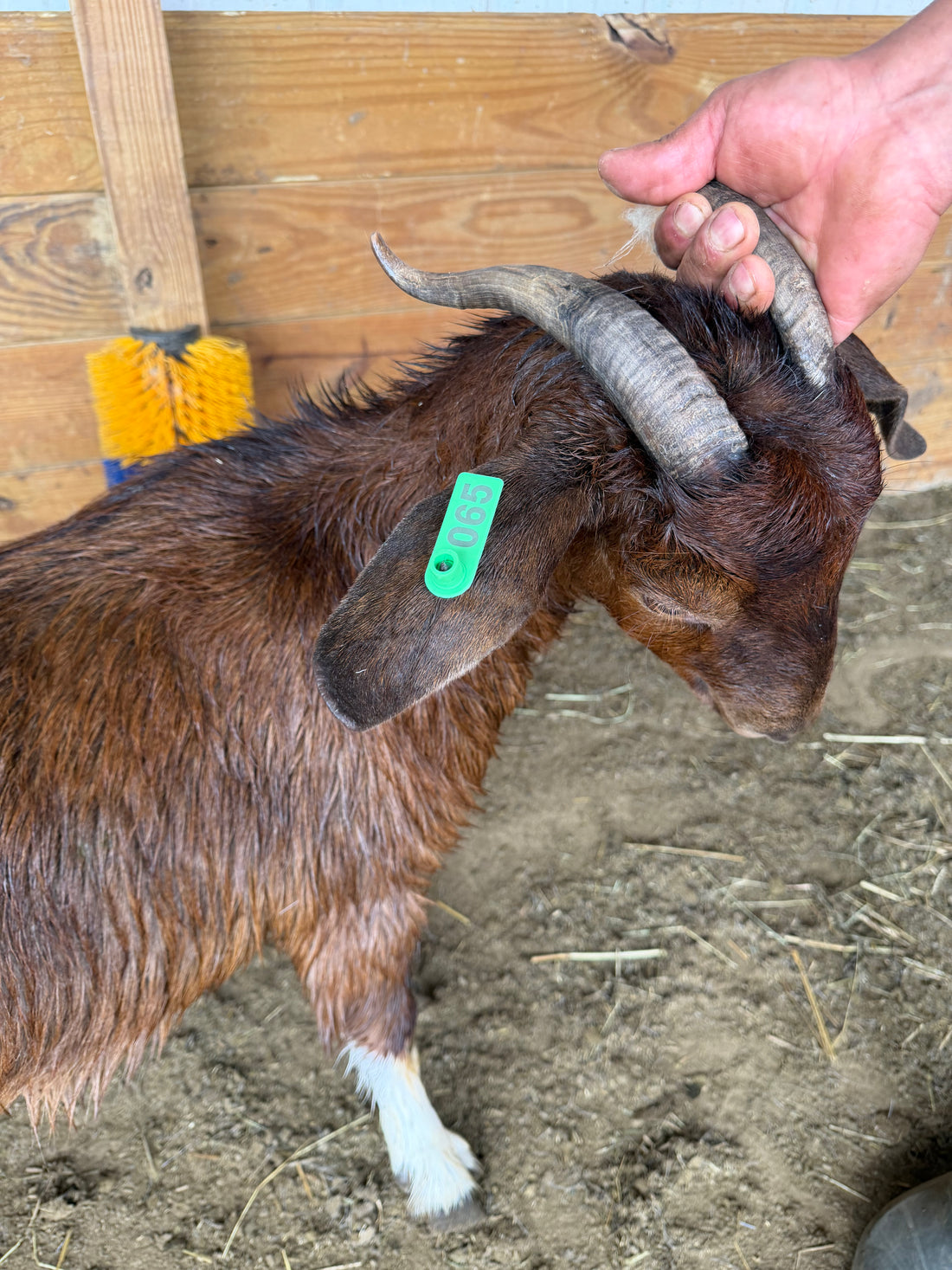 Eid Goat 065 Green