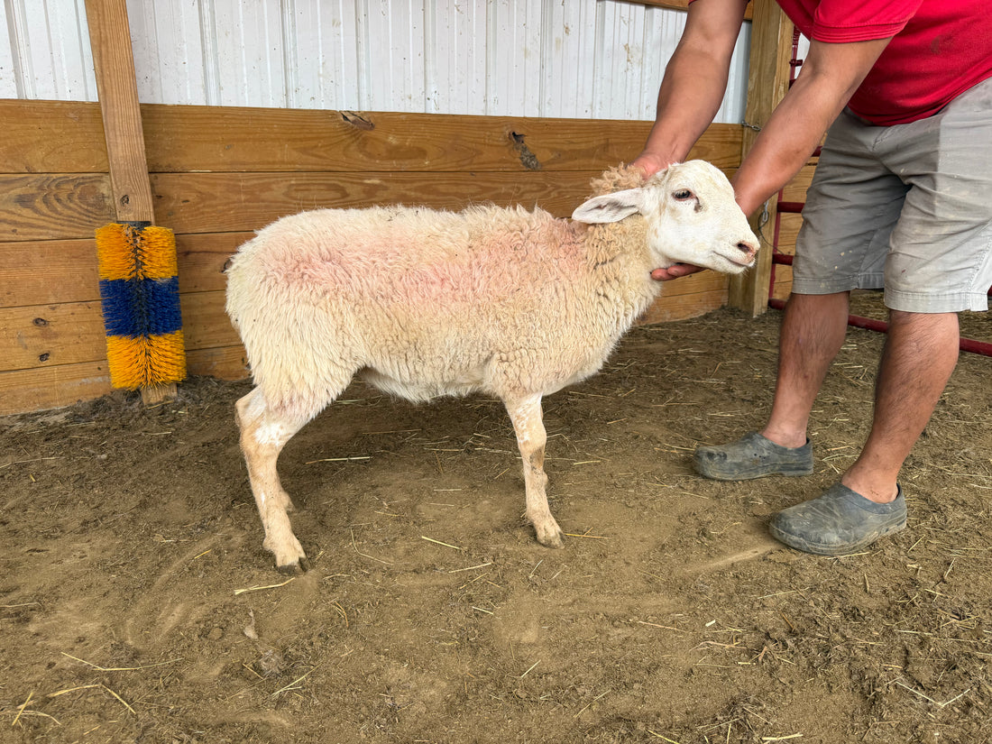 Eid Lamb 017 Green