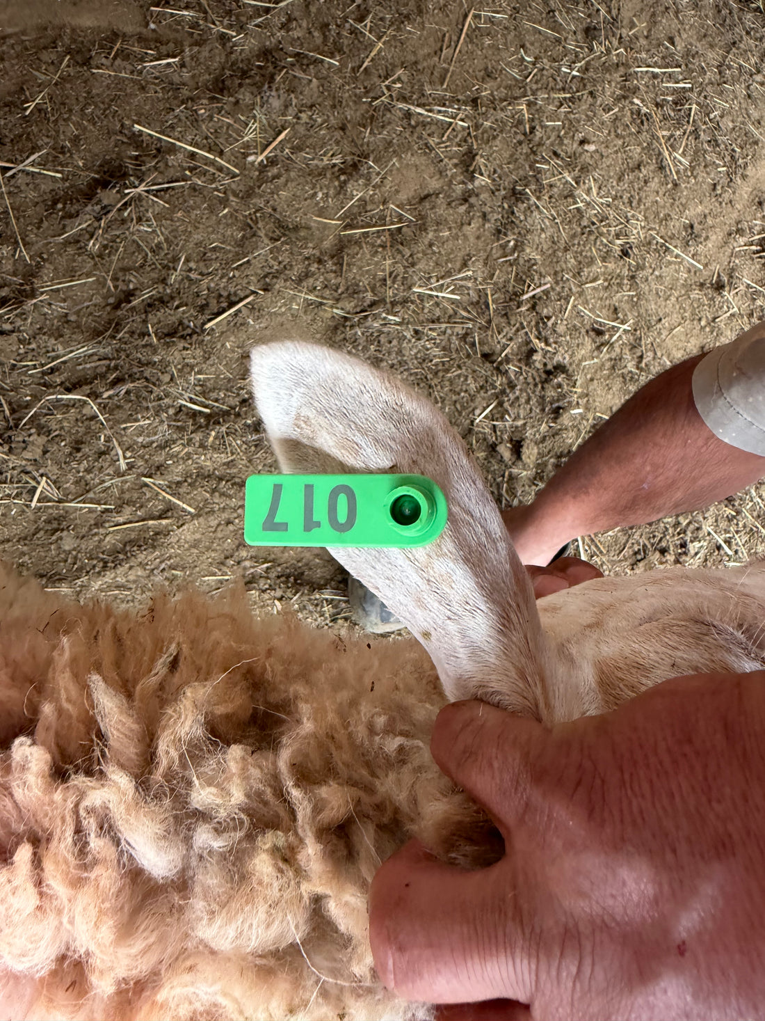 Eid Lamb 017 Green