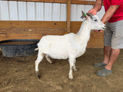 Eid Goat 045 Green