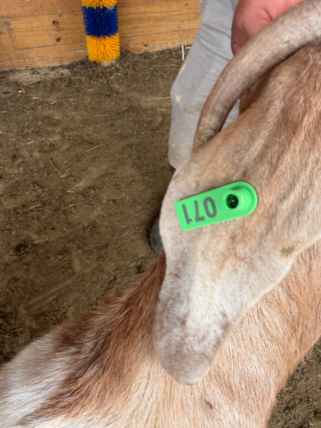 Eid Goat 071 Green