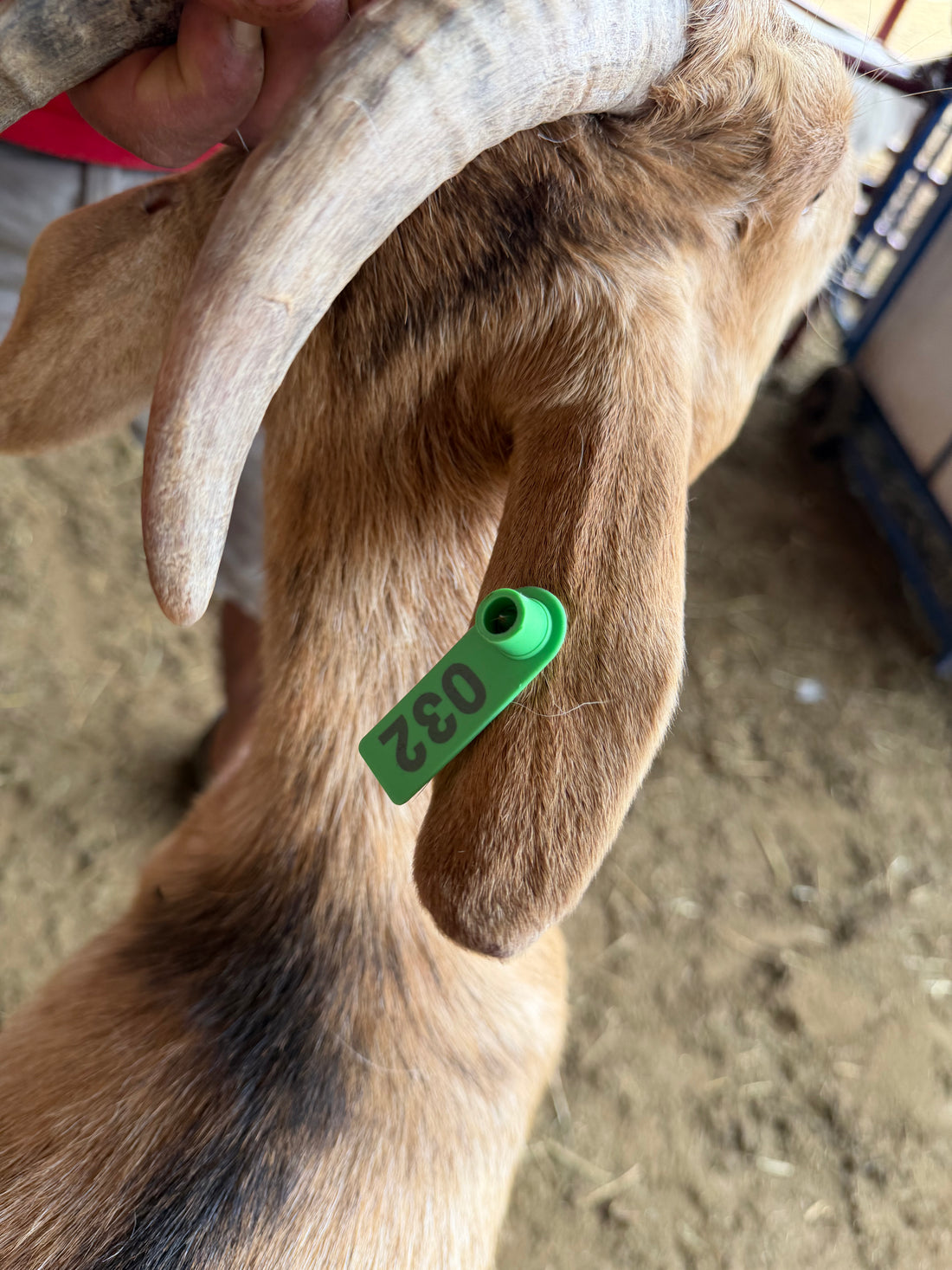 Eid Goat 032 Green