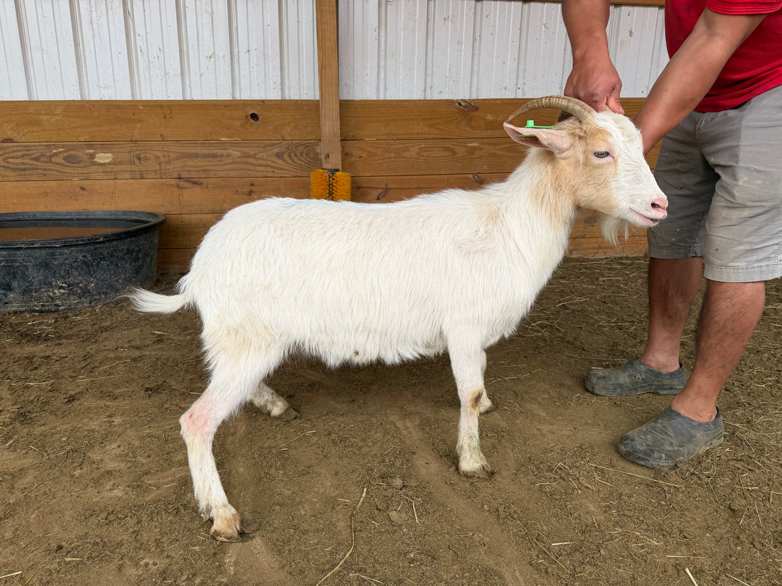 Eid Goat 088 Green