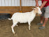 Eid Goat 088 Green - WeGotMeat