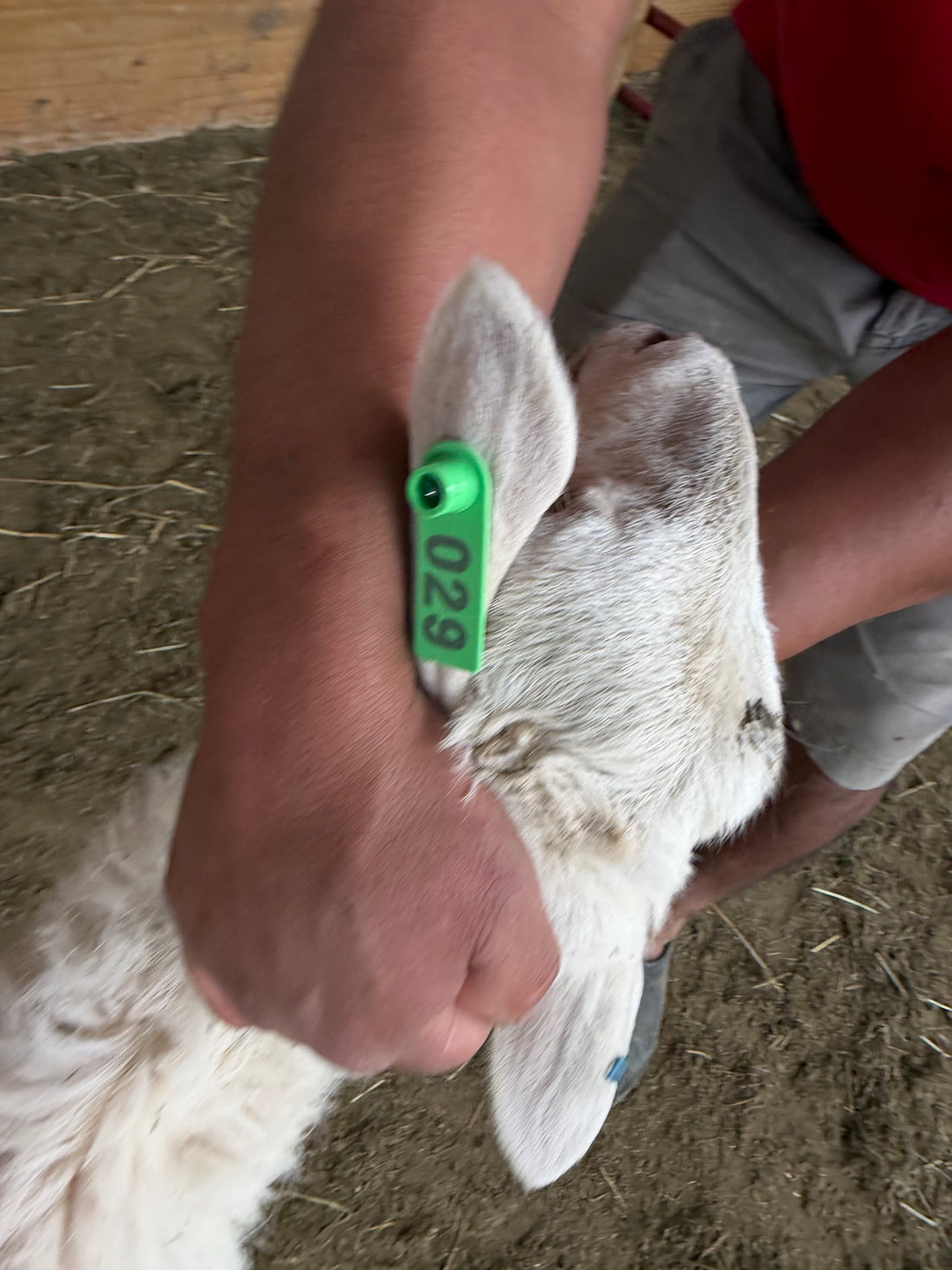 Eid Lamb 029 Green