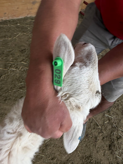 Eid Lamb 029 Green