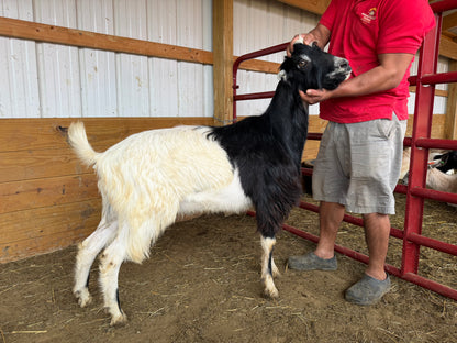 Eid Goat MIJ Black 6431
