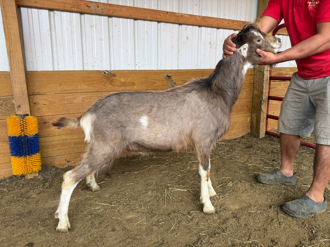 Eid Goat MIJ Full Gray 6431