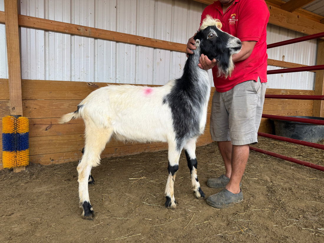 Eid Goat MIJ Black &amp; Gray 6431
