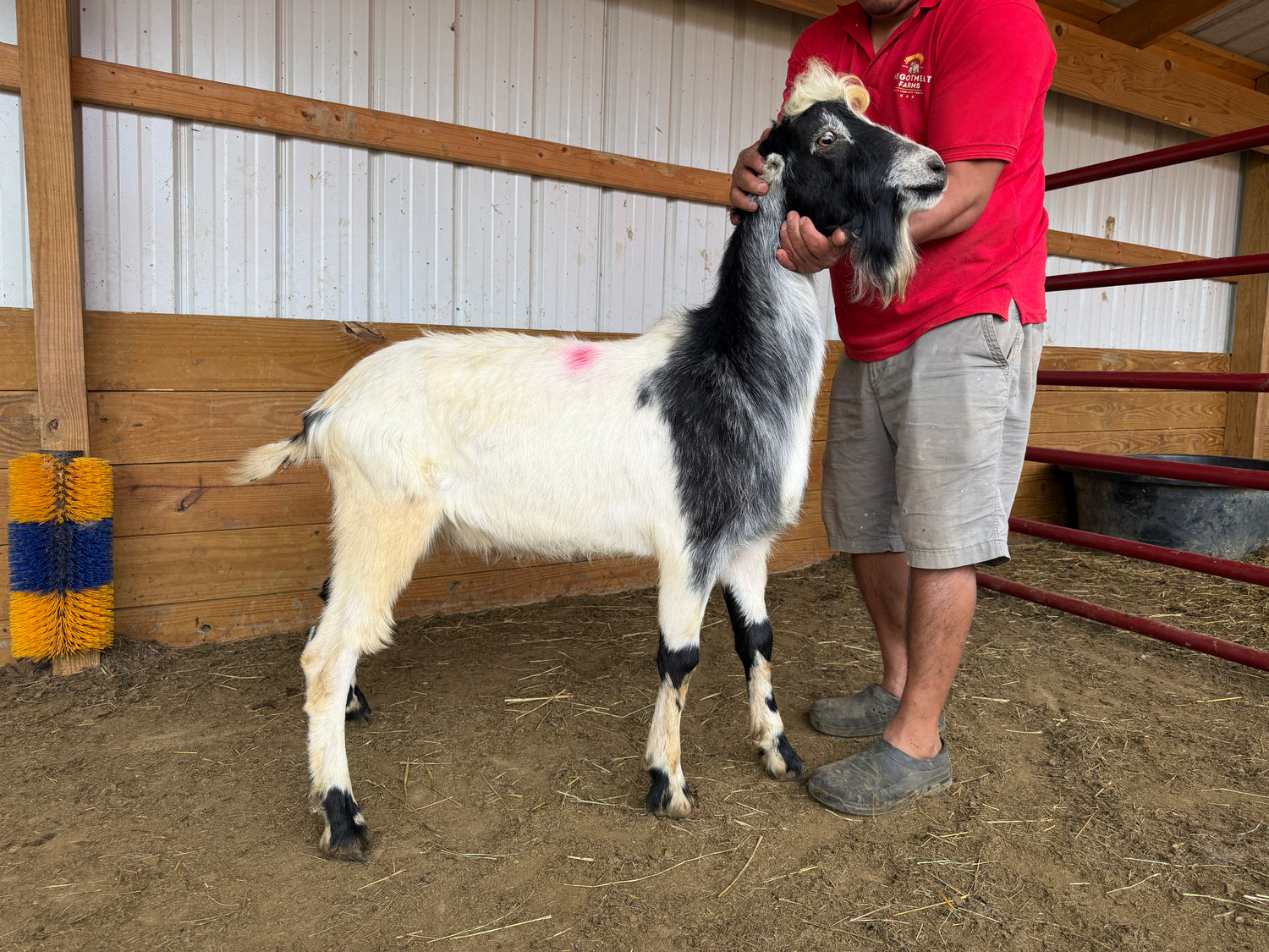 Eid Goat MIJ Black &amp; Gray 6431