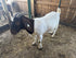 Eid Goat 011 Green - WeGotMeat
