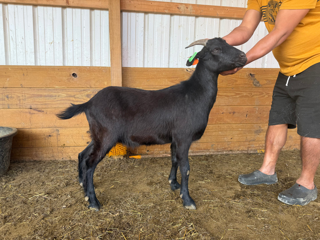 Eid Goat 001 Green - WeGotMeat