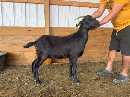 Eid Goat 001 Green - WeGotMeat