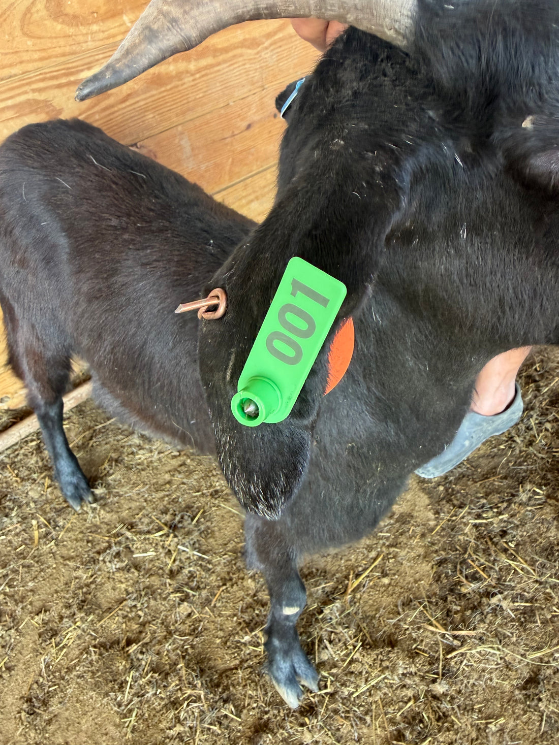 Eid Goat 001 Green - WeGotMeat