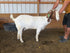 Eid Goat 020 Green - WeGotMeat