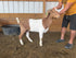 Eid Goat 002 Green - WeGotMeat