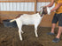 Eid Goat 018 Green - WeGotMeat