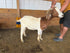 Eid Goat 033 Green - WeGotMeat