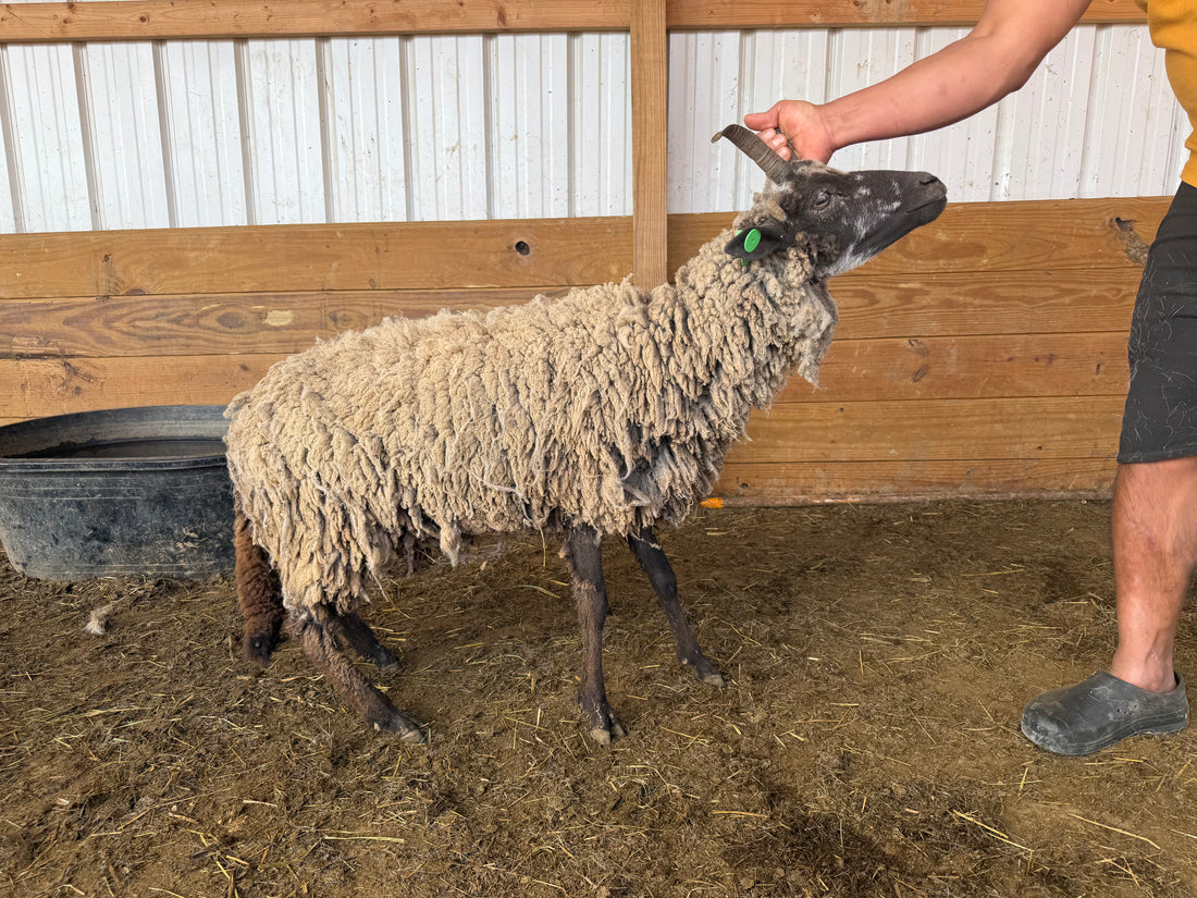 Eid Sheep 061 Green - WeGotMeat