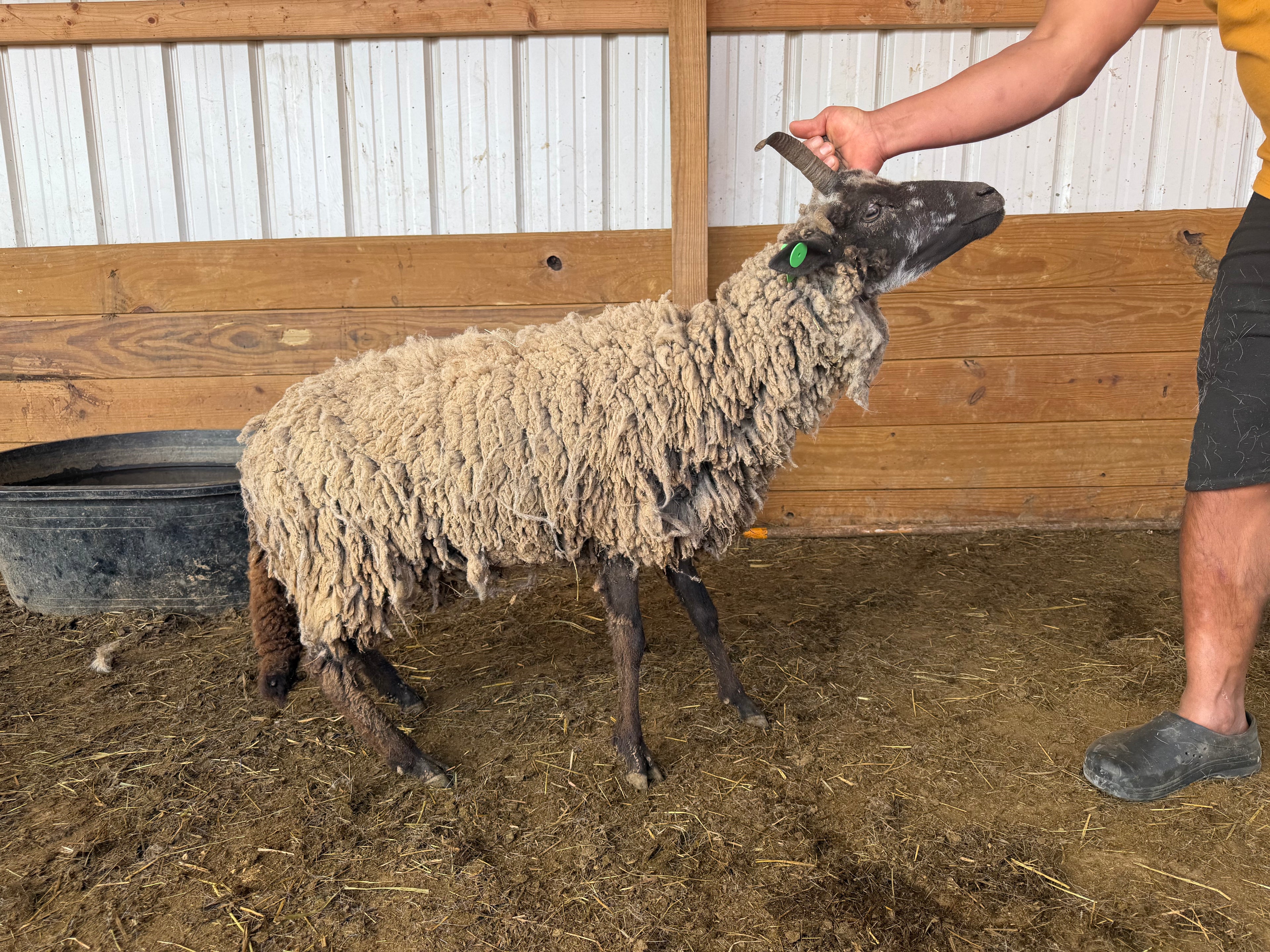 Eid Sheep 061 Green - WeGotMeat