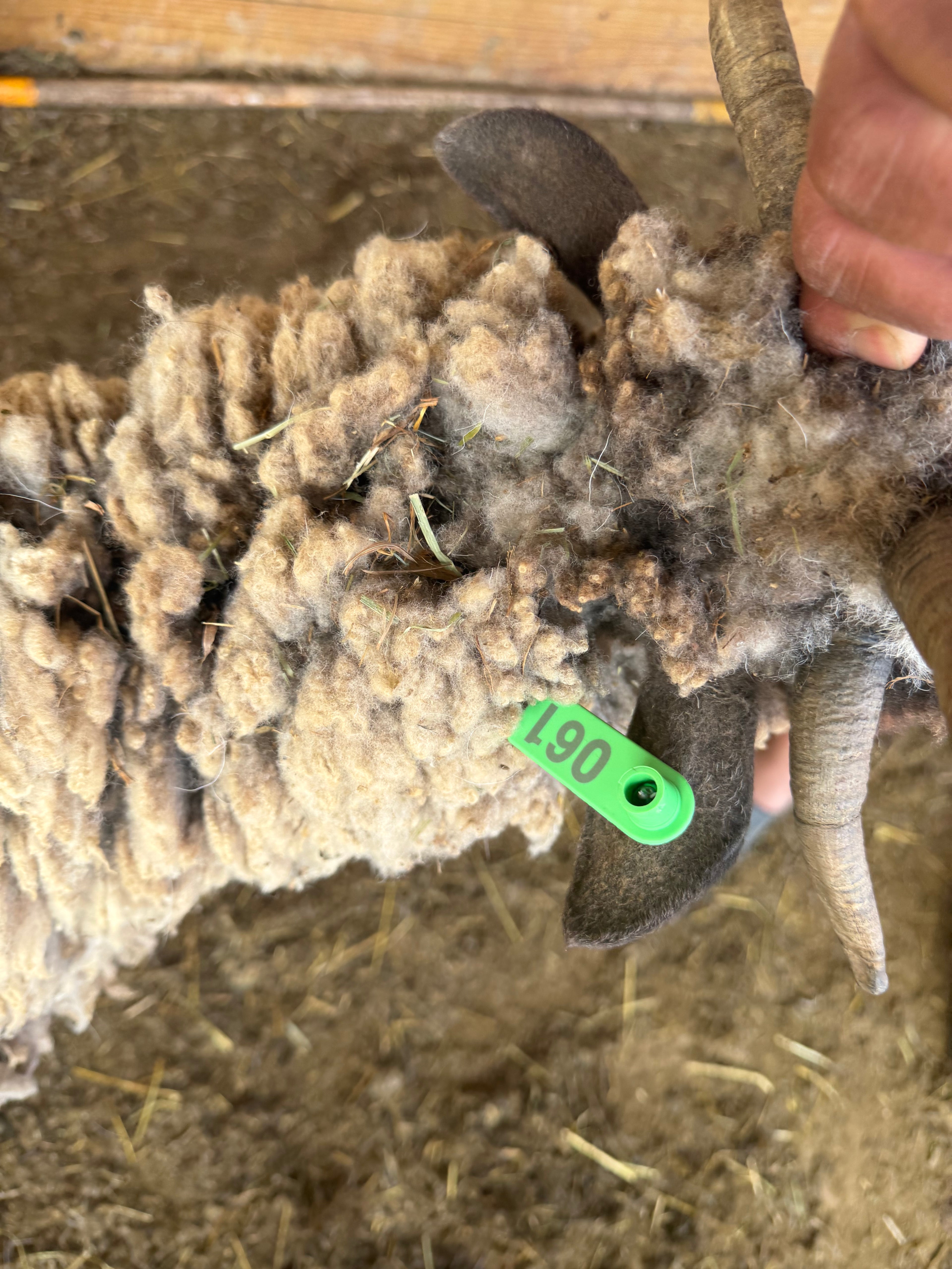 Eid Sheep 061 Green - WeGotMeat