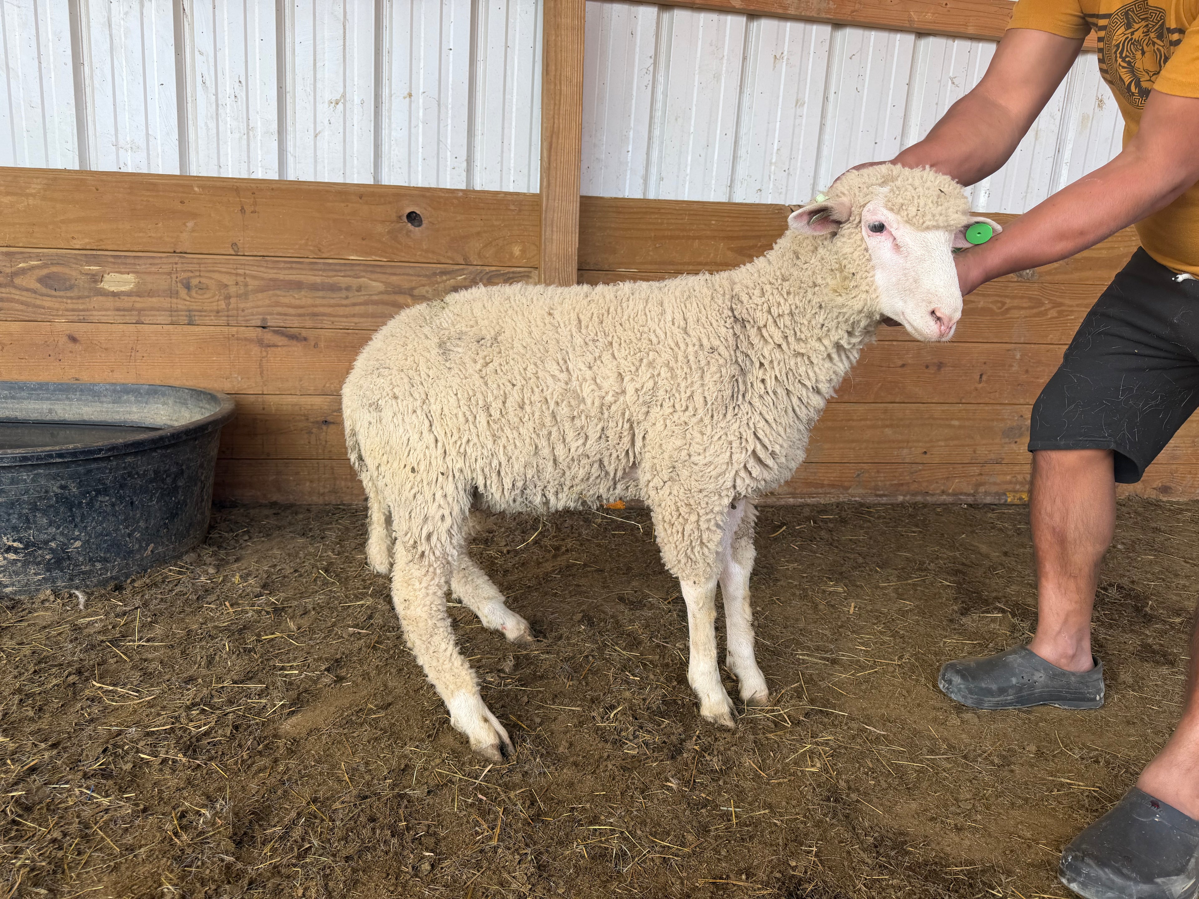Eid Lamb 042 Green