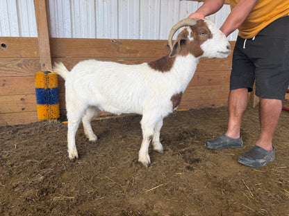 Eid Goat 098 Green