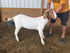 Eid Goat 047 Green - WeGotMeat