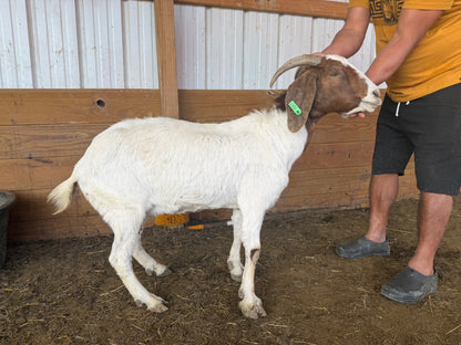 Eid Goat 097 Green