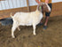 Eid Goat 006 Green - WeGotMeat