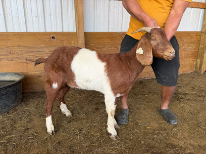 Eid Goat 058 Green