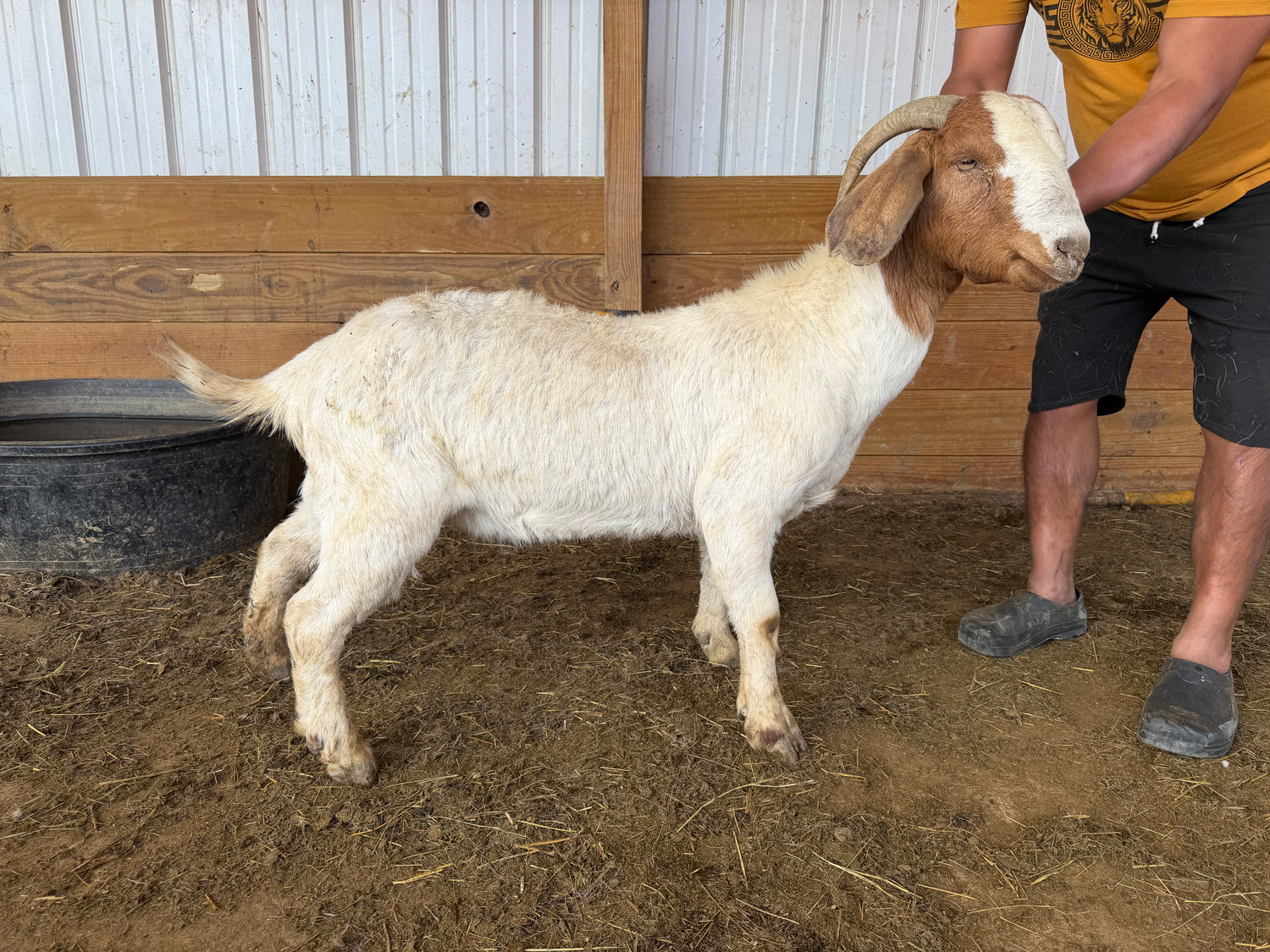 Eid Goat 100 Green