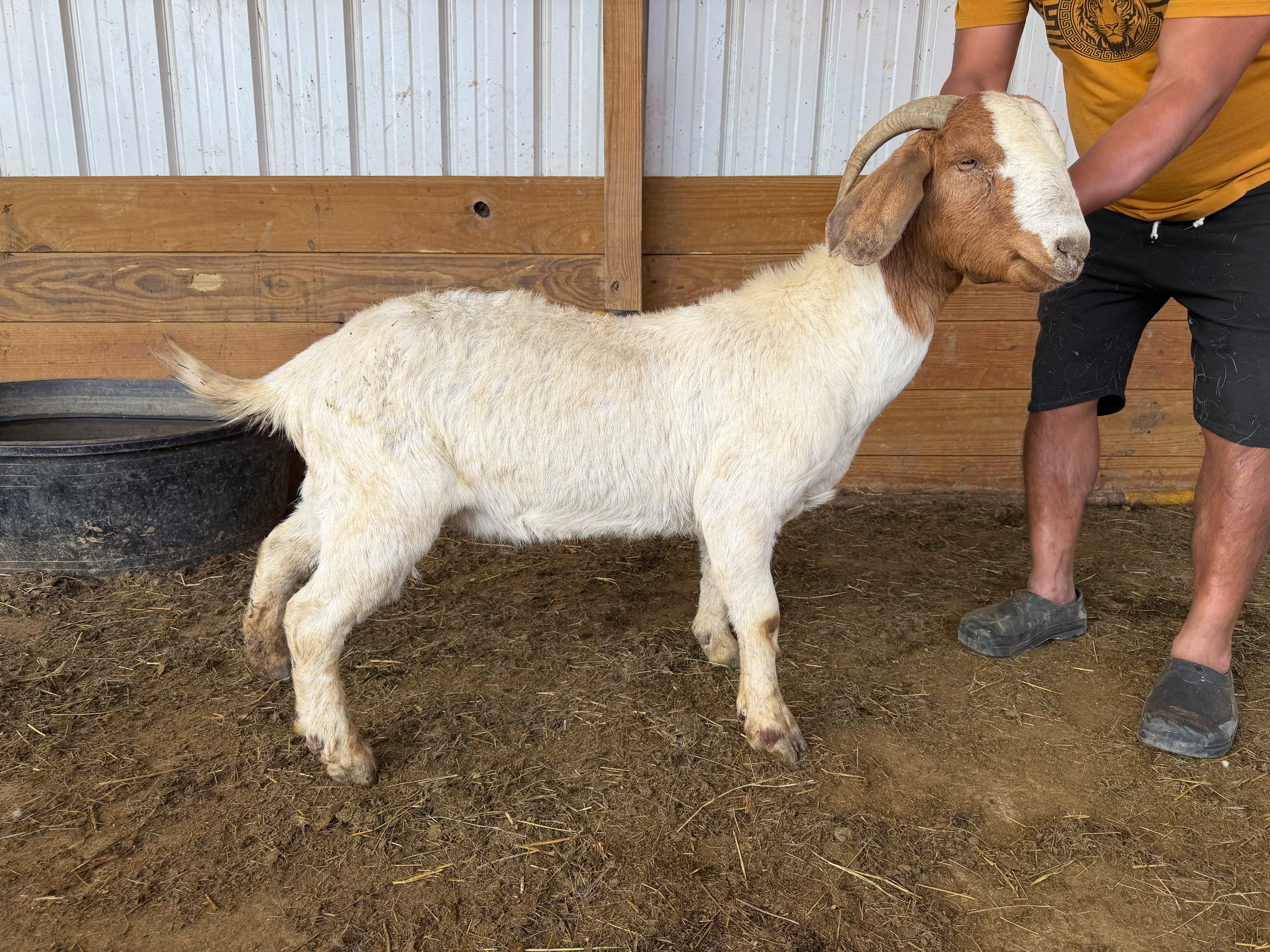 Eid Goat 100 Green