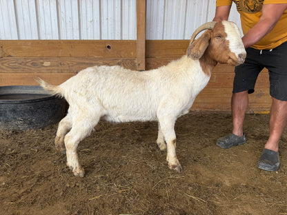 Eid Goat 100 Green
