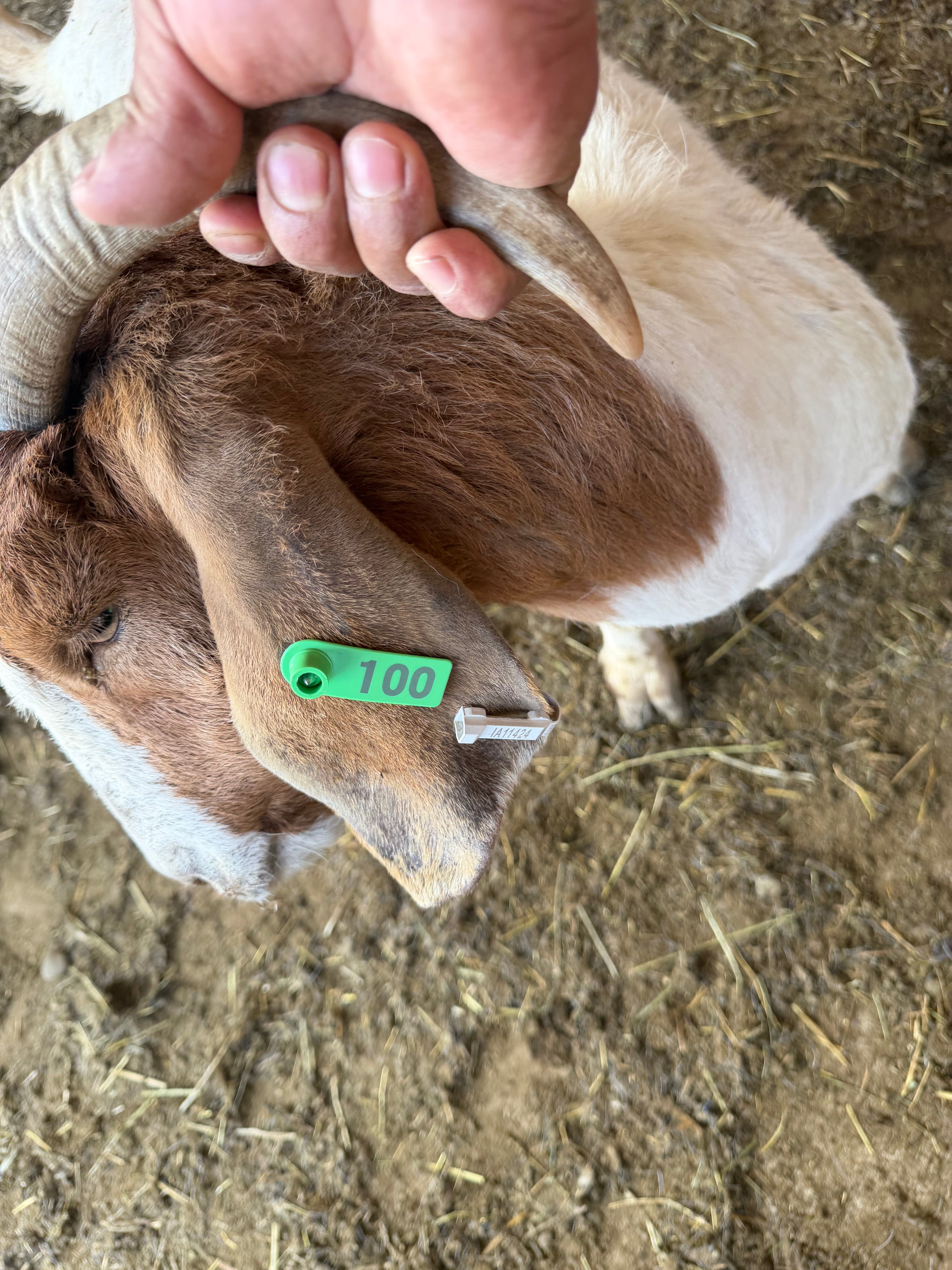 Eid Goat 100 Green