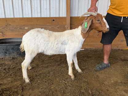 Eid Goat 059 Green